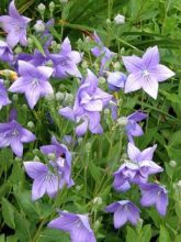 Platycodon grandiflorus 'Mariesii'