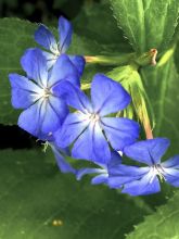 Ceratostigma willmotianum Forest Blue - Plumbago de Willmott