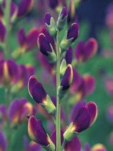 Lupin indigo - Baptisia Twilight Prairie Blues