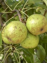 Poirier Bergamote Esperen – Pyrus communis