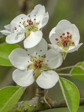 Poirier Beurre D’Angleterre - Pyrus communis