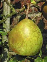 Poirier Beurre Superfin - Pyrus communis