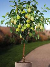 Poirier nain Condo - Pyrus communis