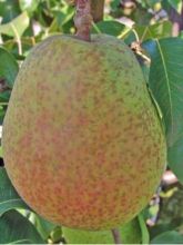 Poirier Dubbele Philip - Beurre de Mérode - Pyrus communis Buisson en racines nues