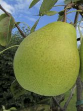 Poirier Sœur Grégoire - Pyrus communis