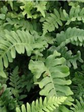 Polypodium vulgare Bifido Multifidum - Fougère - Polypode commun