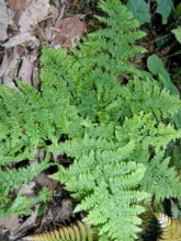 Dryopteris dilatata Crispa Whiteside - Fougère