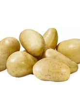 Pommes de terre Amandine - Solanum tuberosum