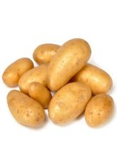 Pommes de terre BF 15 - Solanum tuberosum
