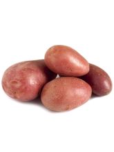 Pommes de terre Cherie - Solanum tuberosum