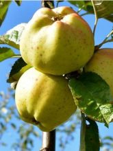 Pommier Calville Blanche - Malus domestica