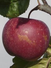 Pommier Choupette - Malus domestica 