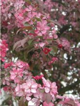 Pommier d'ornement - Malus Coccinella Courtarou