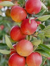 Pommier colonnaire Sonate - Malus domestica