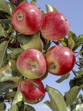 Pommier colonnaire Vaux Le Vicomte delcosu - Malus domestica en motte prêt à planter