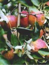 Pommier Cox Orange - Malus domestica