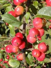 Pommier d'ornement - Malus Red Sentinel