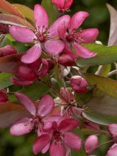 Pommier d'ornement - Malus Diable Rouge