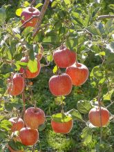 Pommier Fuji - Malus domestica