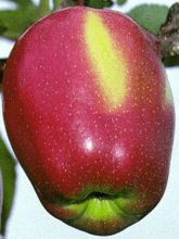 Pommier Gloster - Malus domestica Buisson en pot de 4l/5l