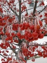 Pommier - Malus Red Jewel