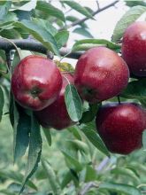 Pommier Starking Delicious - Malus domestica