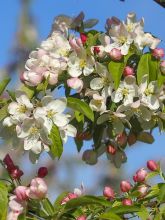 Pommier d'ornement - Malus Sugar Tyme