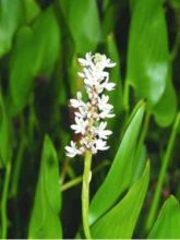 Pontédérie à feuilles en cœur 'White Spike'