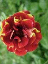 Potentilla hybride Arc en Ciel - Potentille vivace double rouge et jaune