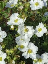 Potentille arbustive - Potentilla fruticosa Bella Bianca