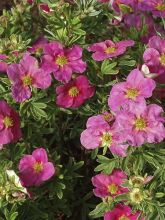 Potentilla fruticosa Bellissima - Potentille arbustive