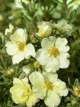 Potentille arbustive - Potentilla fruticosa Creamissima