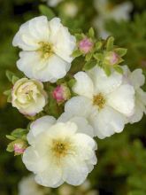 Potentille arbustive 'Double Punch Cream'