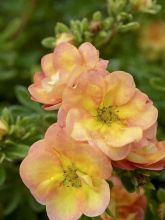 Potentille arbustive 'Double Punch Peach'