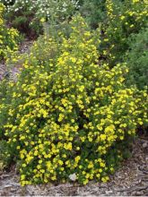 Potentilla fruticosa Goldfinger - Potentille arbustive.