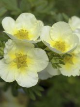 Potentilla fruticosa Limelight - Potentille arbustive.