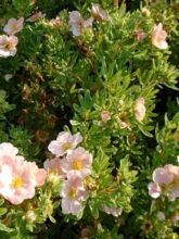 Potentilla fruticosa  Lovely Pink - Potentille arbustive.