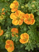 Potentille arbustive - Potentilla fruticosa Mandarin Tango