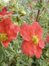 Potentilla fruticosa Marian Red Robin - Potentille arbustive