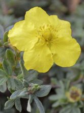 Potentille arbustive - Potentilla fruticosa Medicine Wheel Mountain