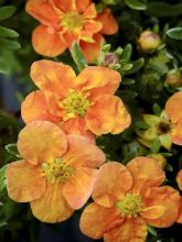 Potentille arbustive - Potentilla fruticosa Orangissima