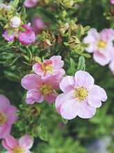 Potentille arbustive 'Pink Beauty'