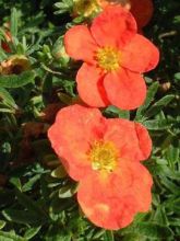 Potentilla fruticosa Red Ace - Potentille arbustive