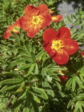 Potentille arbustive 'Red'issima '