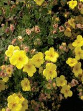 Potentille arbustive - Potentilla fruticosa Sommerflor