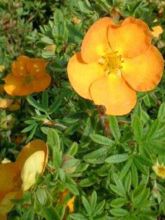 Potentilla fruticosa Tangerine - Potentille arbustive 