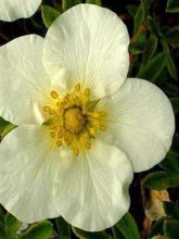 Potentille arbustive - Potentilla fruticosa Tilford Cream