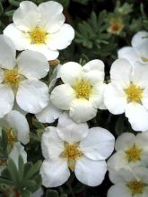 Potentille arbustive 'White Lady '