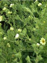 Potentilla recta Warrenii - Potentille érigée Warrenii