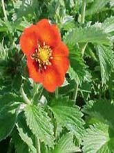 Potentilla hybride Flamenco - Potentille vivace rouge-orangé